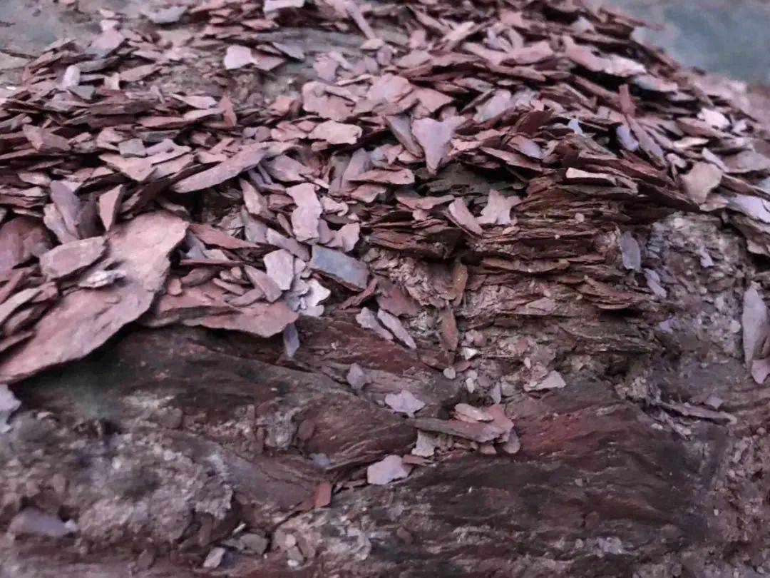 您有所不知的曼松王子山