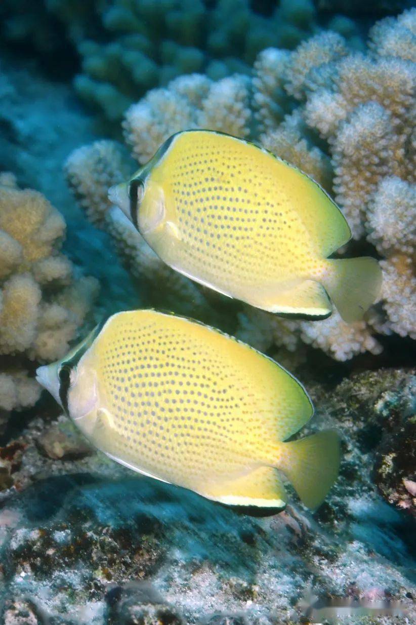 物种图册-密点蝴蝶鱼