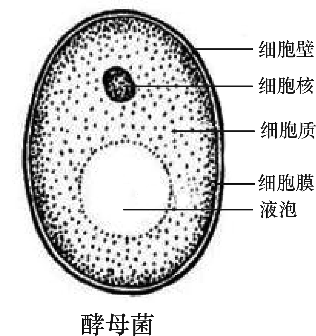 细菌,真菌和病毒的结构