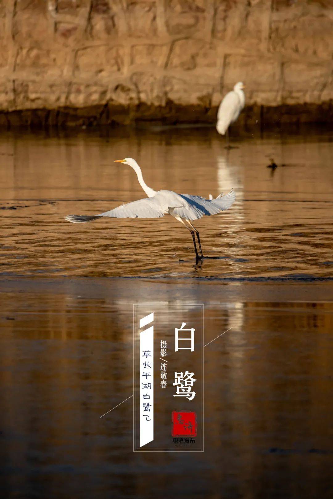 隆冬时节,看郑州祥云湖上白鹭翔集