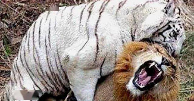 分开3年后狮子与白虎再次相见的场景,白虎直接一口咬了上去!_老虎