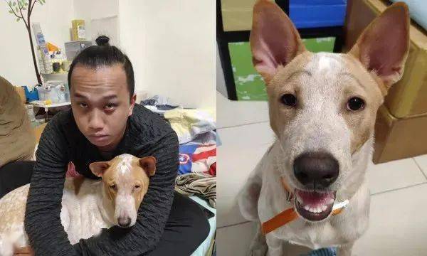 撞脸狗儿,父子小垂眼 皱额,简直复制粘贴,网友:亲生无误