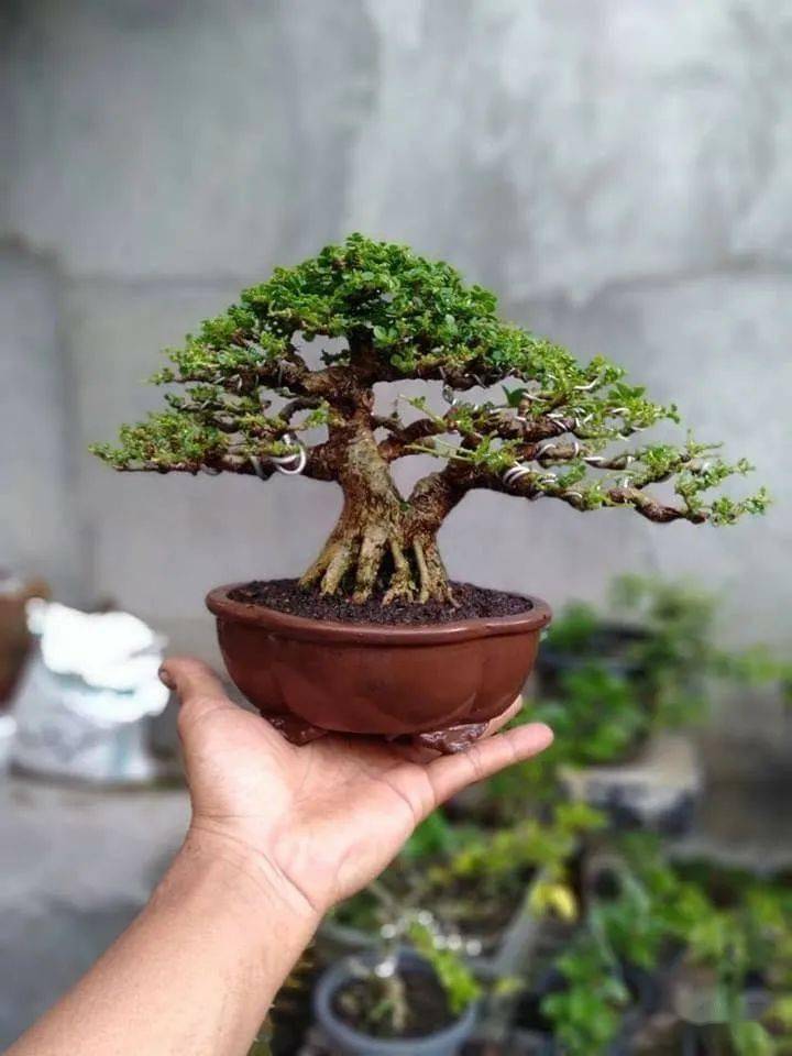 从榕树到黑松从金弹子到老鸦柿谈谈盆景的流行风