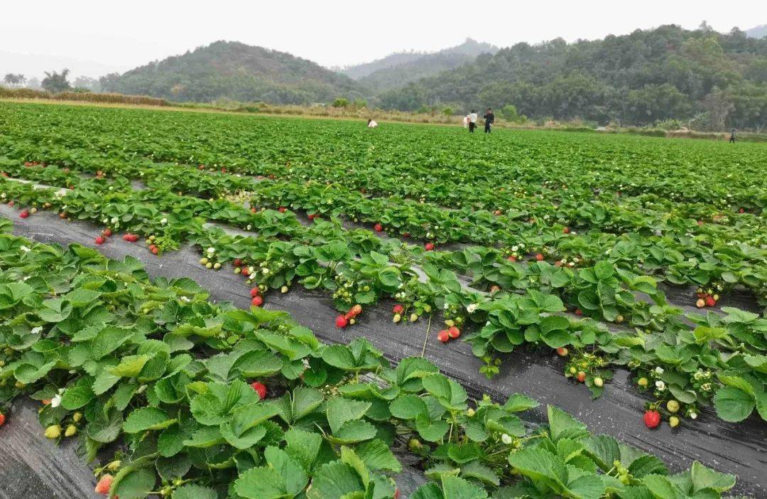 4折开抢 | 188抢中山温泉2人套票,送自摘草莓一斤,赏四季花海!
