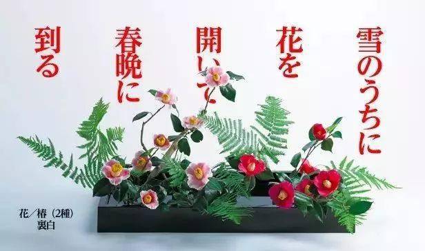 小原流 官方发布的每月一花 当然都是最好的插花范本 作品