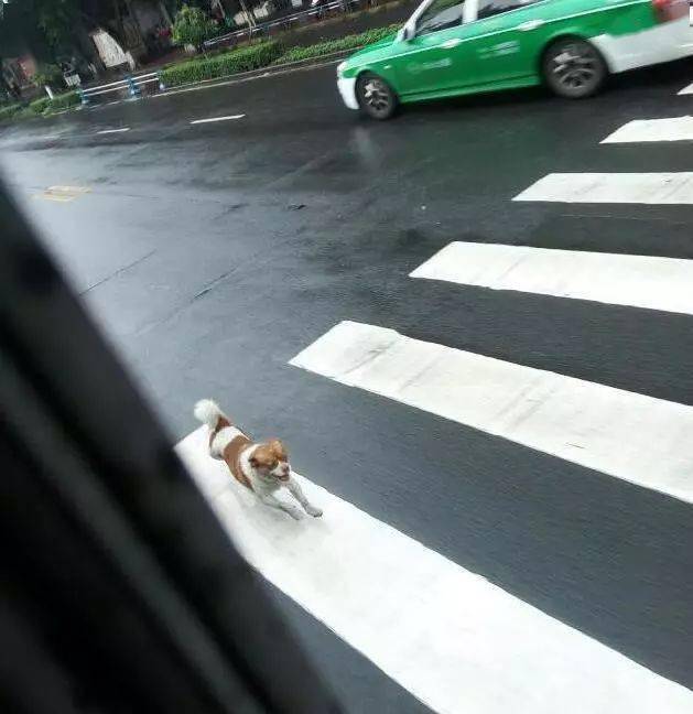 狗狗追着公交车跑了半个小时,真相让人意外