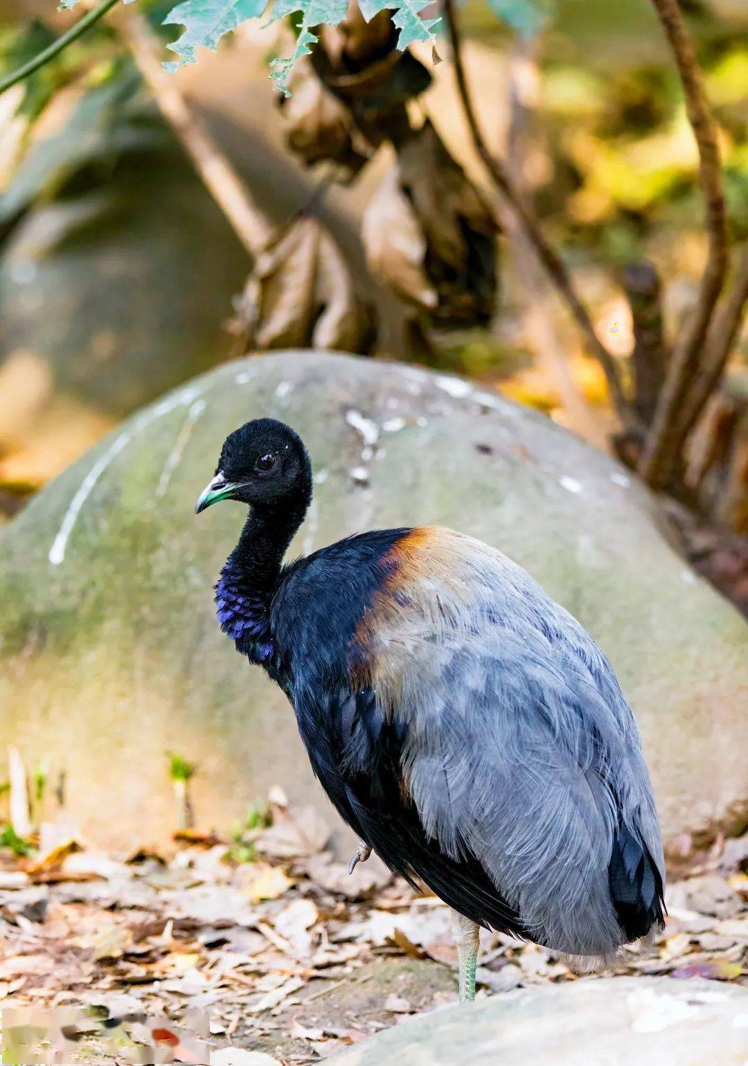 只是名字带喇叭但人家才不是喇叭腔