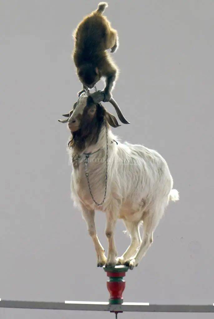 许多人何尝不是这只猴子呢