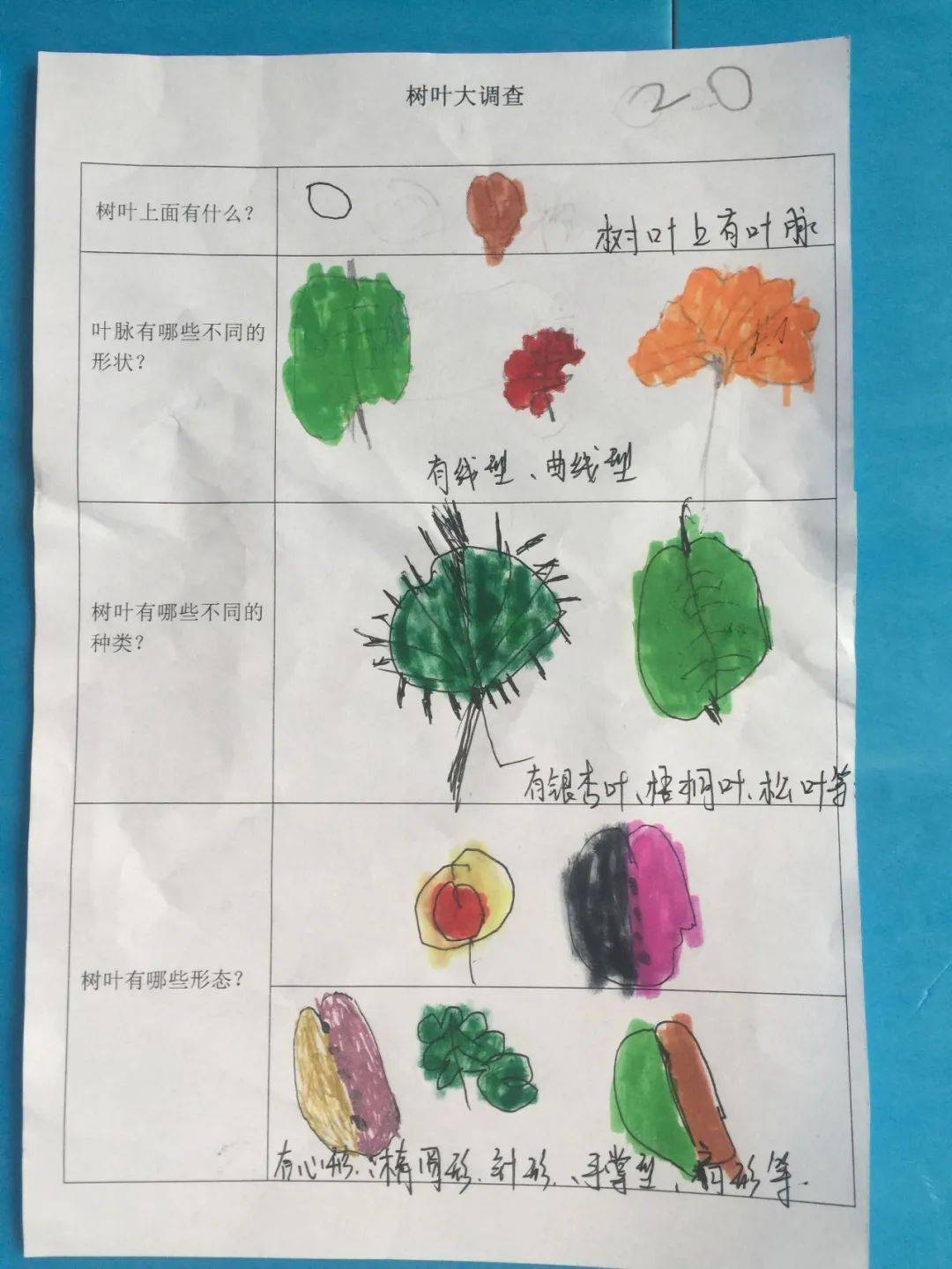 幼儿园树叶调查表图片