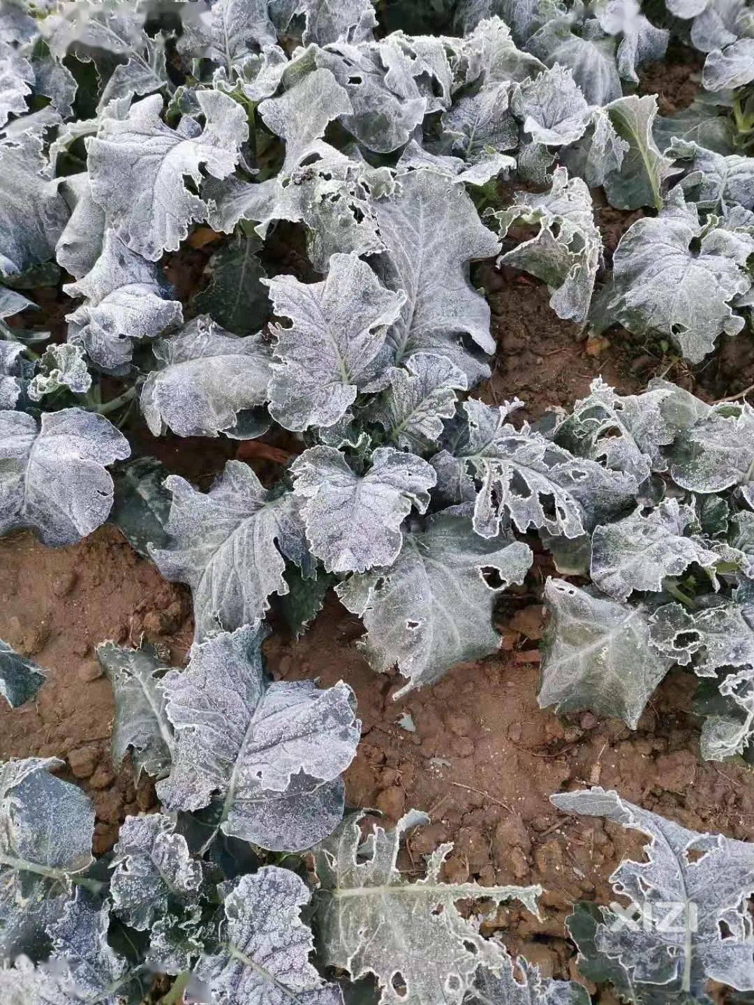 惠东农民不容易青枣园结冰多片菜地冻伤