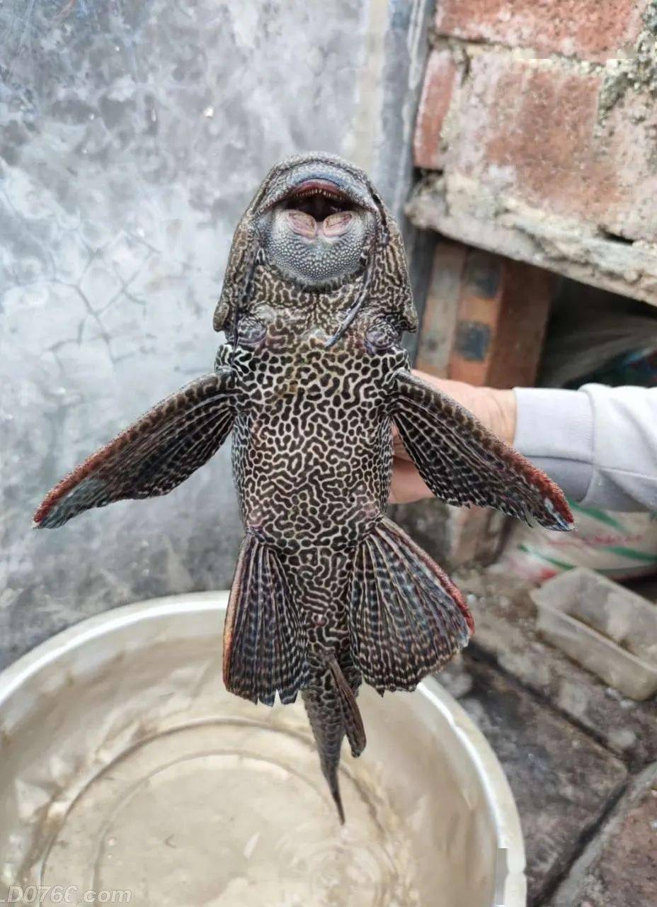 怪异的鱼,最近,e友@小蜜蜂qaz罗定很多年轻人闲暇时都喜欢到野外钓鱼