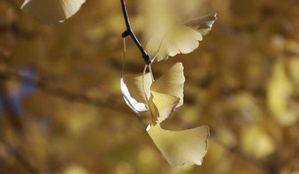 佛系女子的生活态度是怎样的 3d1a97e57cf74e5bb47616e11d9da368.jpeg