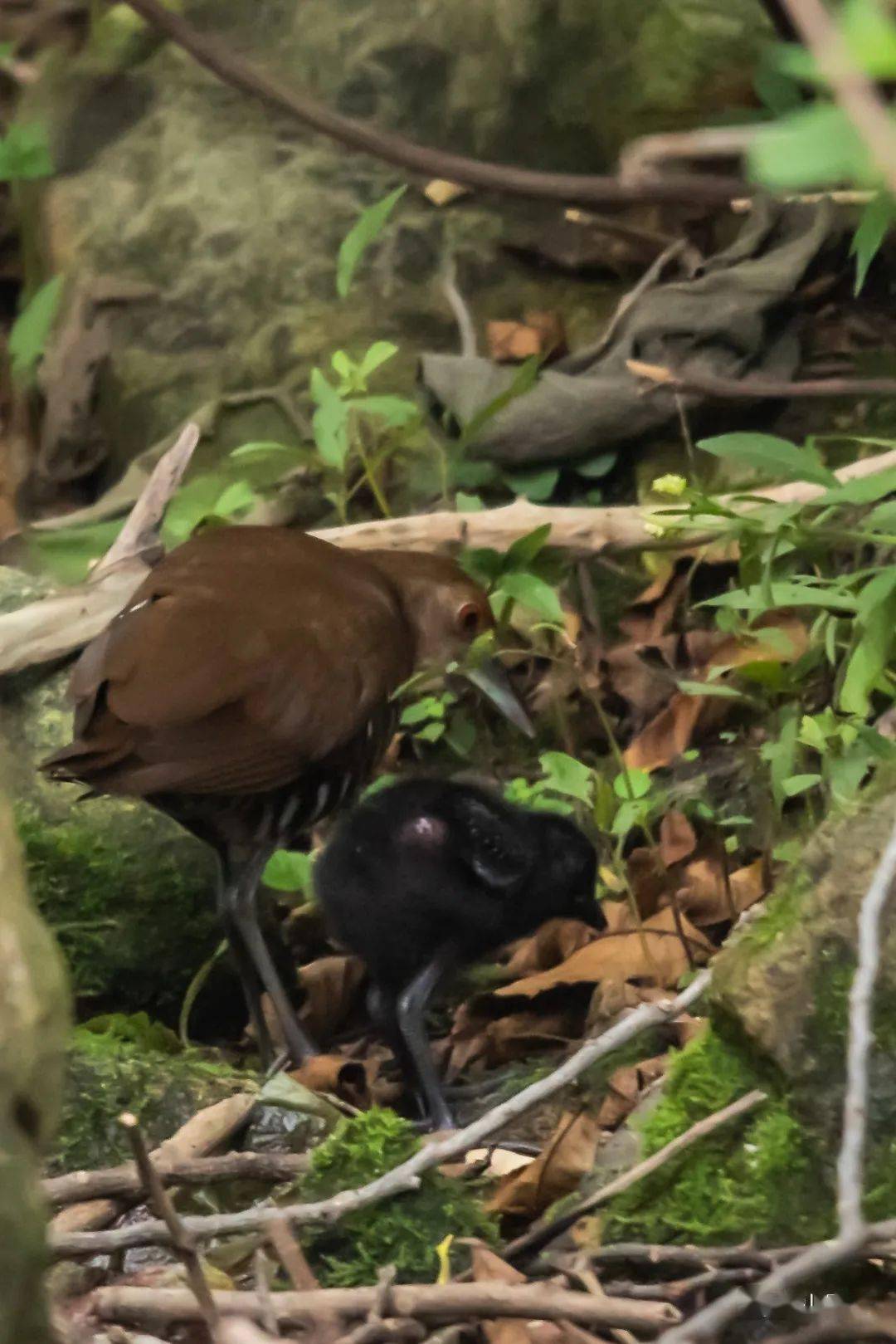 泰山野生鸟类增至346种_摄影