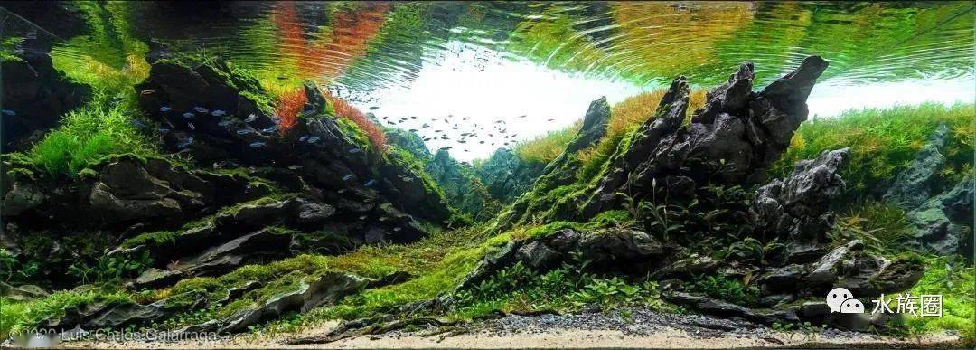 养眼学习震撼了aga2020国际水草造景大赛作品欣赏