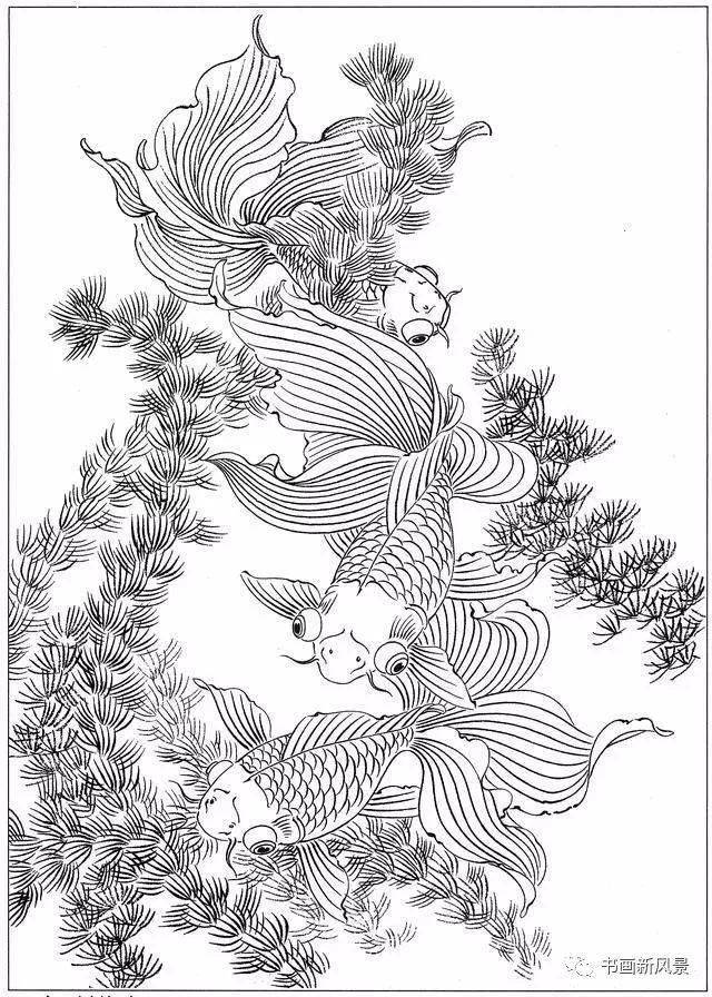 这是画鱼最精美的白描线稿