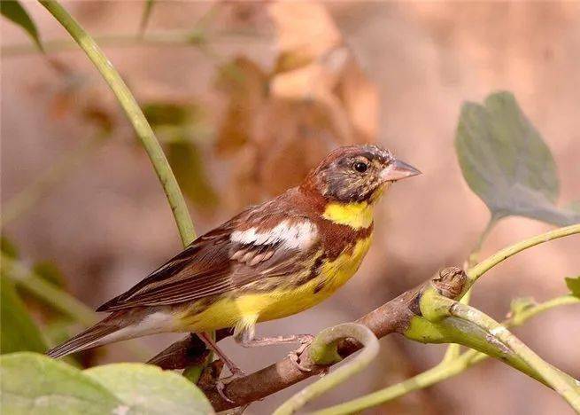 保安湖科普小课堂:鸟类科普之黄胸鹀