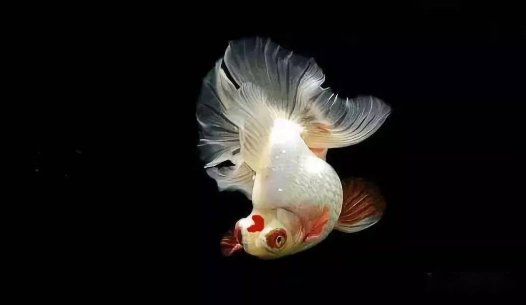 品鉴| 56种红白金鱼,被古人集成图谱,以为乐趣!_白色