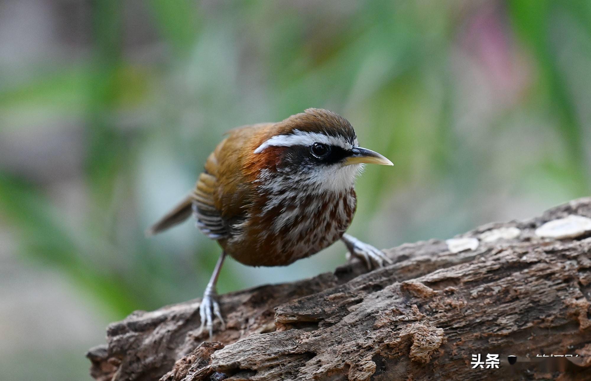 一只鸟和一段朽木 褐色