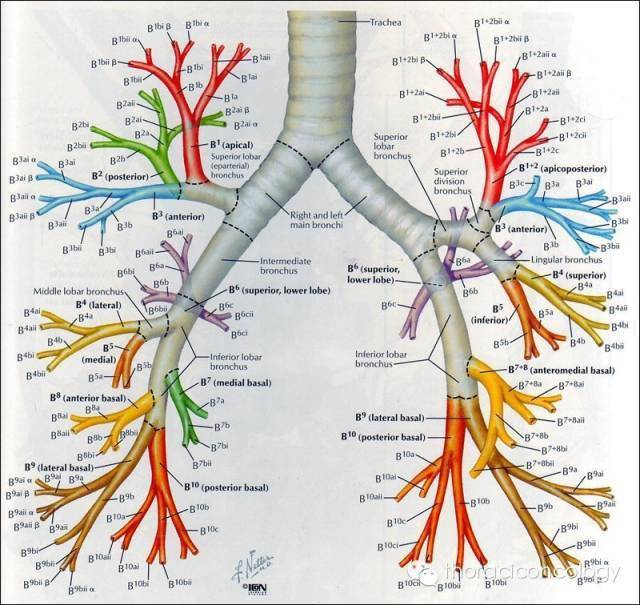 ct支气管解剖