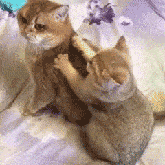240_240gif 动态图 动图