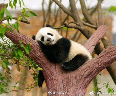 绵竹市打造中国熊猫谷建设生态旅游目的地