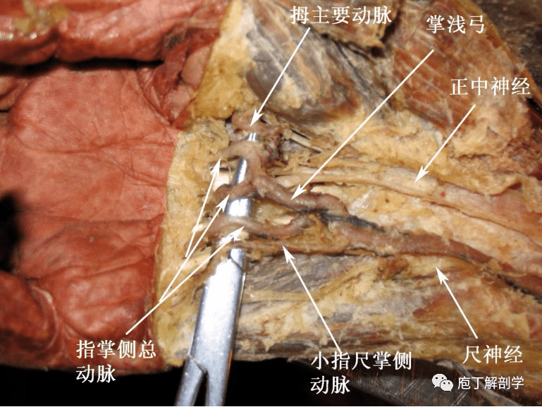 疼痛科專業人體解剖詳解_神經