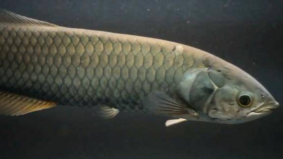 续编大型观赏鱼进口非洲龙鱼界的坦克50cm给鱼友们养养眼