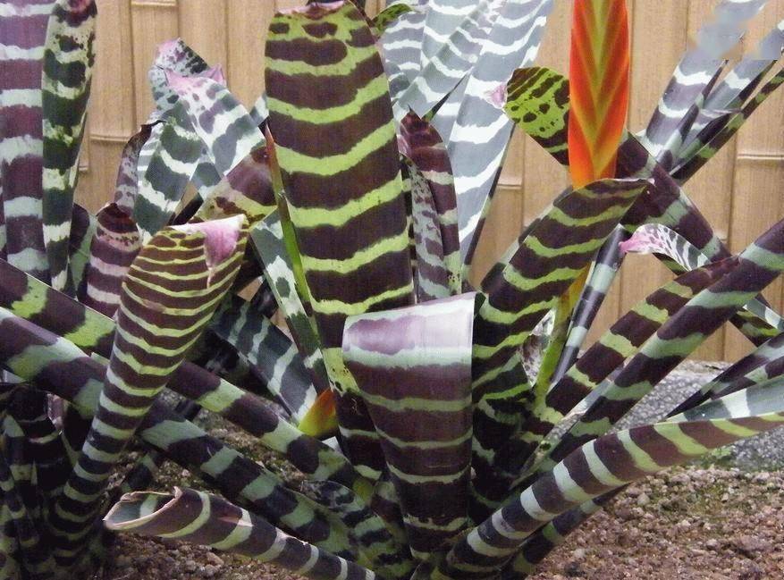 虎纹凤梨怎么养如何避免叶片卷曲和病斑注意这几点栽培更省心