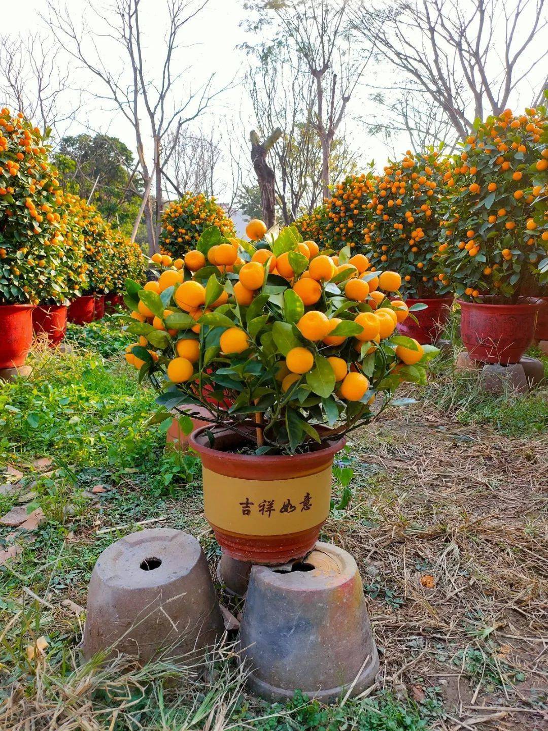 广东惠州盆栽年桔批发图片