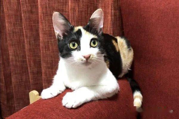 花猫是几声 86ee2c9643d44f2598a6b3a5662ad8b0.jpeg