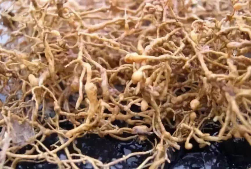 猕猴桃根结线虫这么治防治效果达到80以上附用药方案