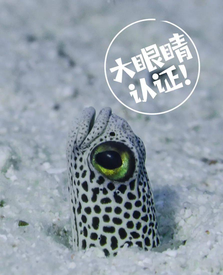 花园鳗的心灵奇旅