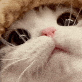 泡芙猫表情包图片