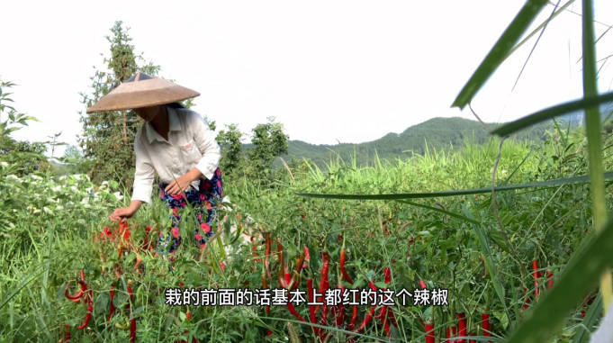 贵州小潘到地里摘辣椒全部红了全部拿来做酸辣椒看着都安逸