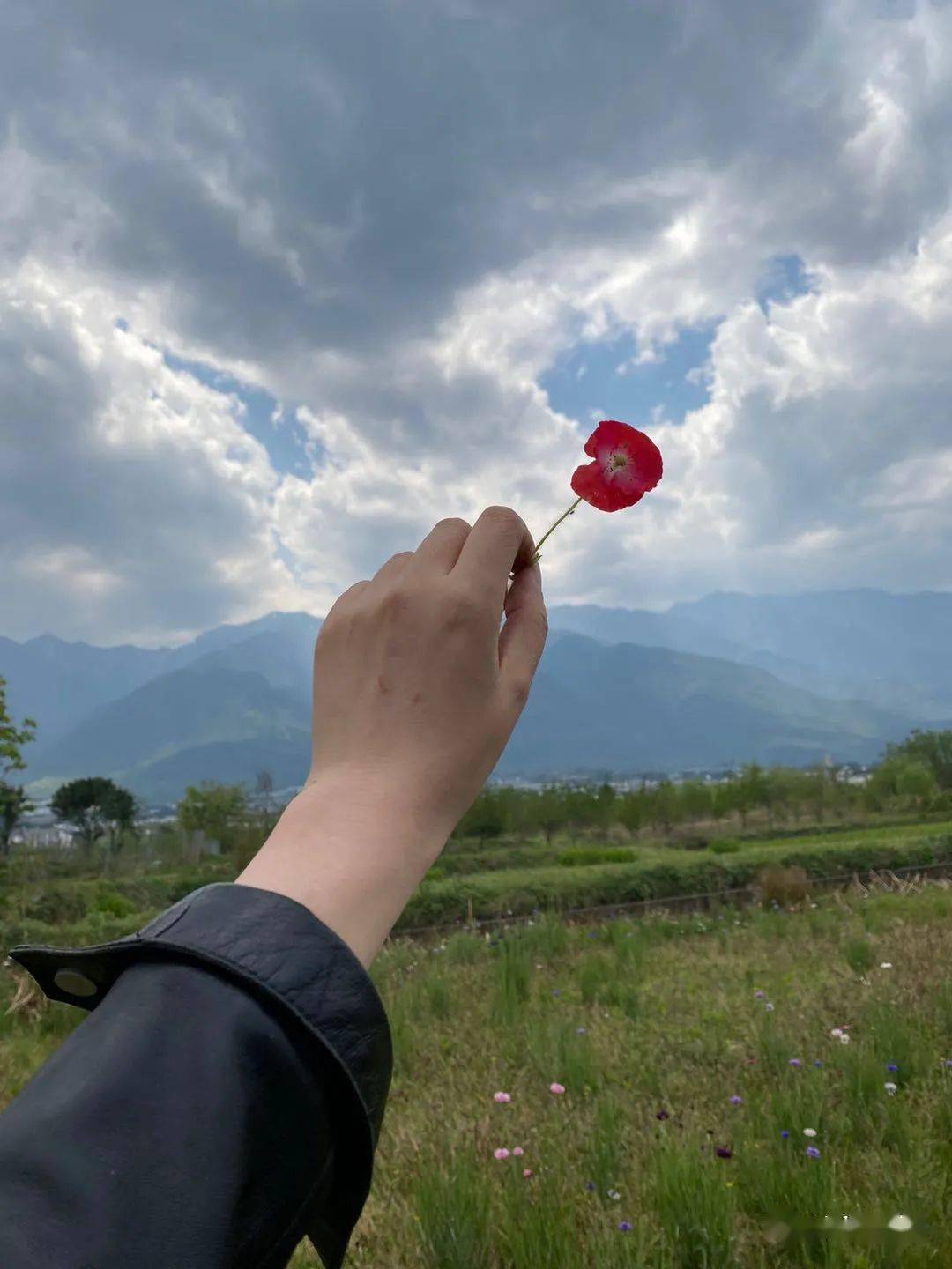 人們擺放從山間的密林裡挖下火紅的杜鵑花苗,像一團火.