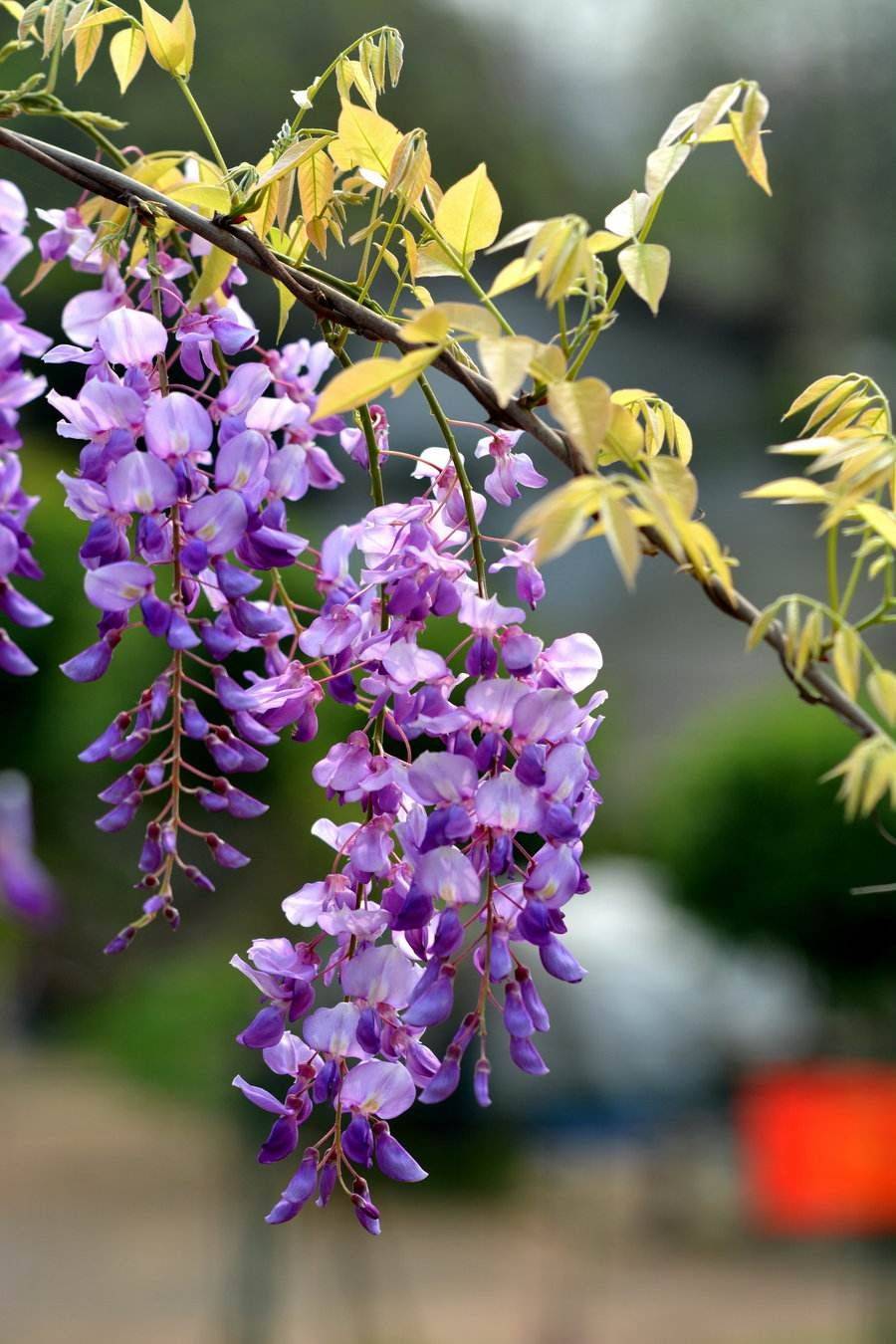 紫藤花4月19-21日谷雨借问酒家何处有?牧童遥指杏花村.