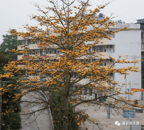 藤县五中图片