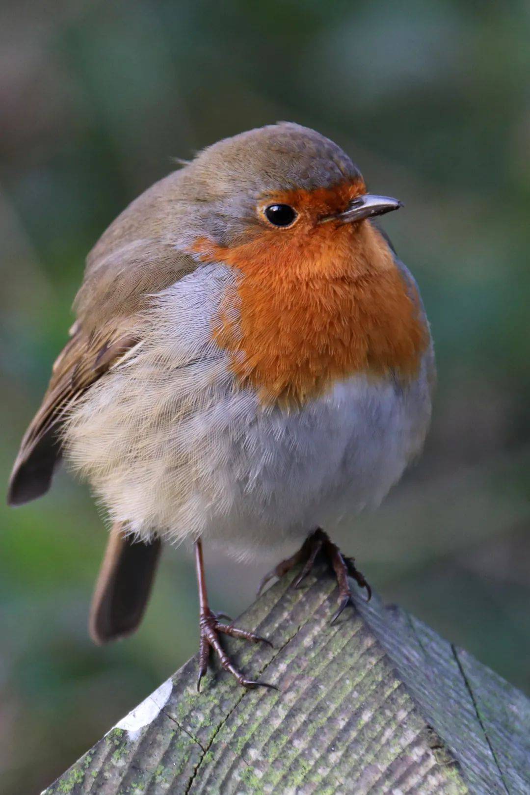 又到了欣赏小肥啾的季节太可爱了