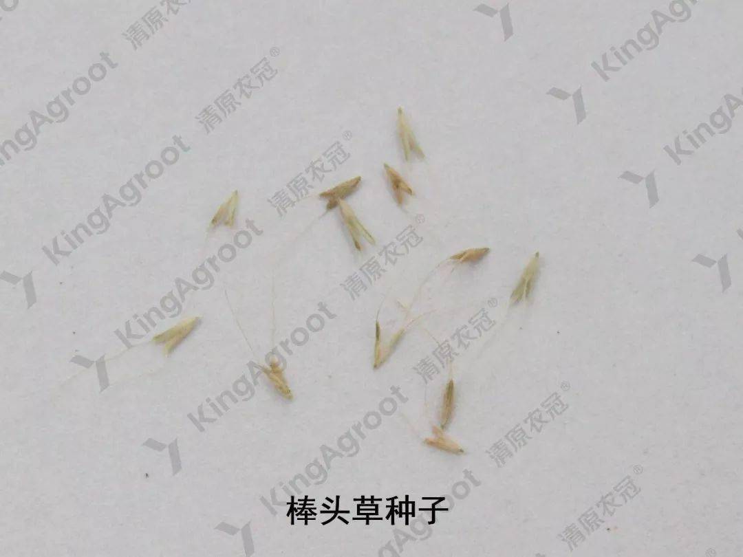 棒头草叶片形态叶舌膜质,长圆形,常2裂或顶端呈不整齐的齿裂;叶片扁平