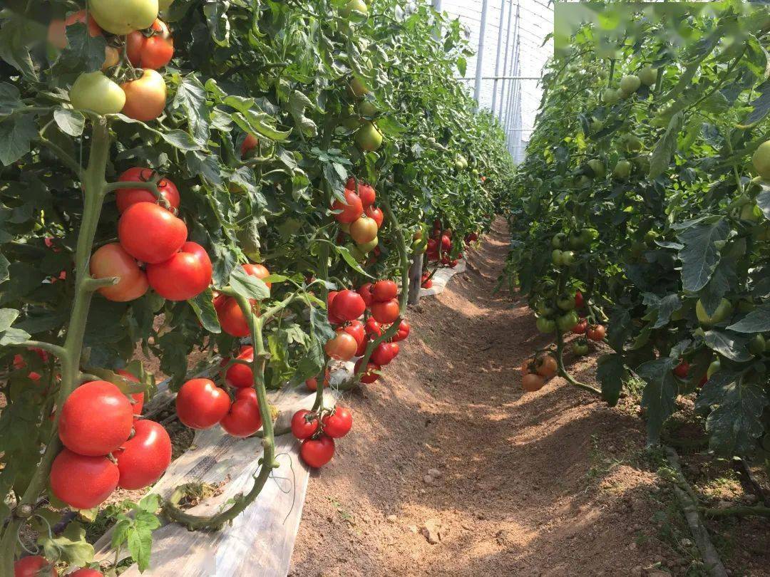 赣州三农赣南地区大棚保温番茄越冬栽培技术