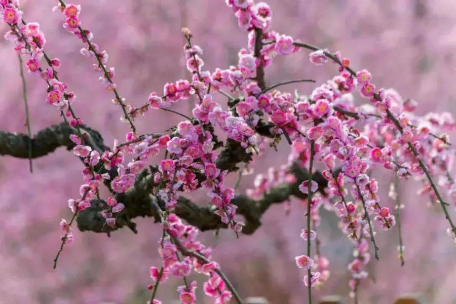 相約花海貴州 冬日暗香長留_梅花