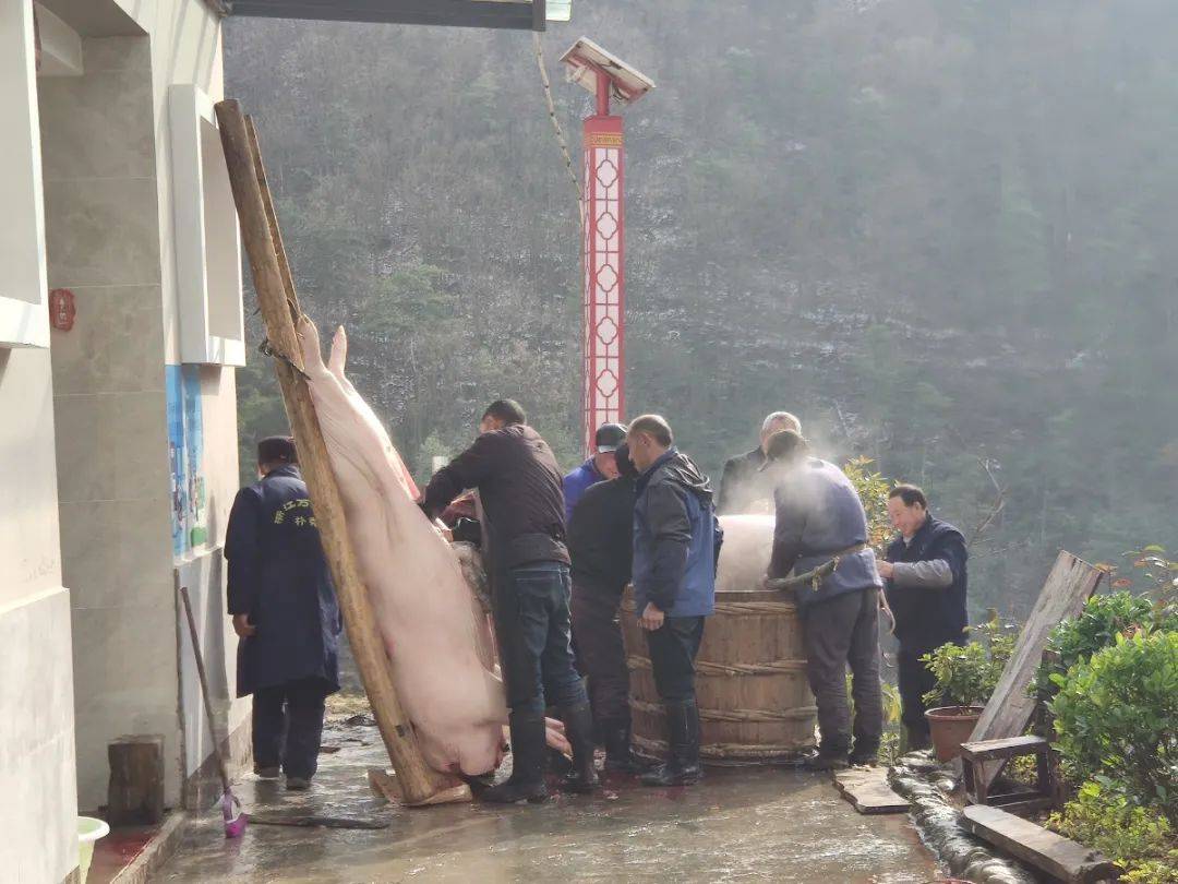 年味广元 | 老乡,你家今年杀年猪了吗?