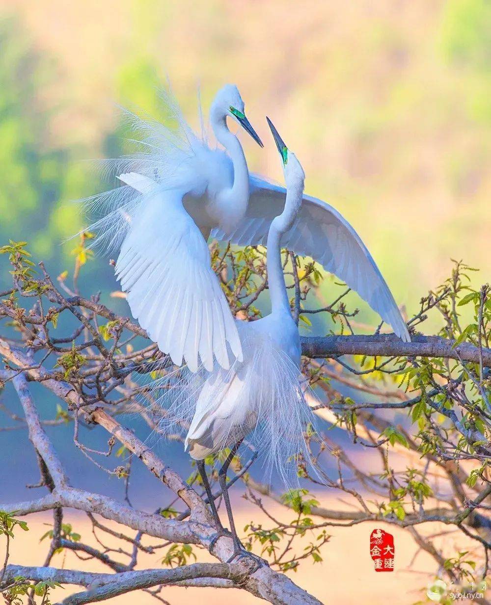 《蓝喉太阳鸟》作者:与鸟同行《蓑羽鹤-求爱》作者:与鸟同行《蓝喉