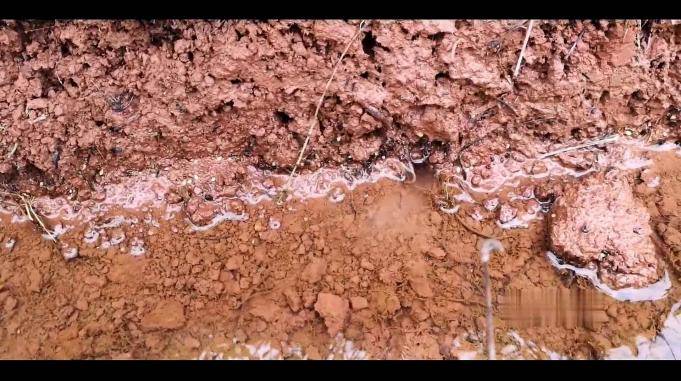 农村小伙见田边有一个洞蚯蚓挂上钩放下去果然有野货金黄色的