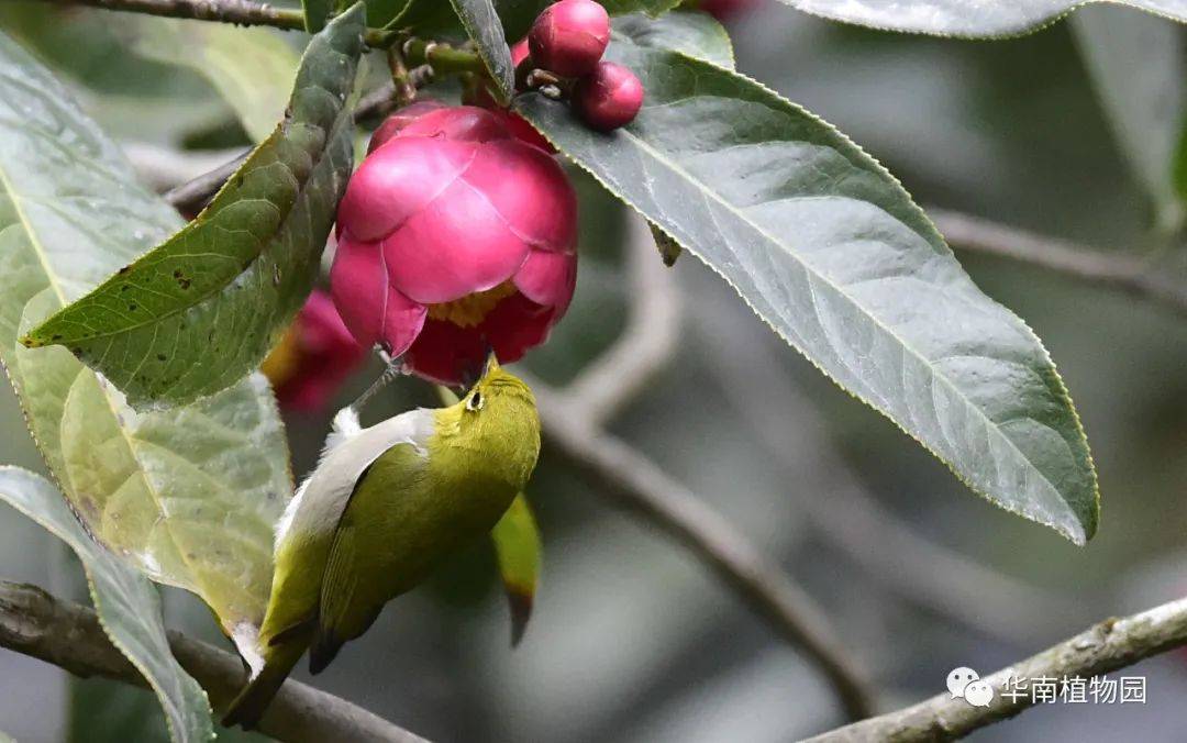 舌尖上的冬令營 ——自然博物研學(初級·木棉樹班)_被子植物