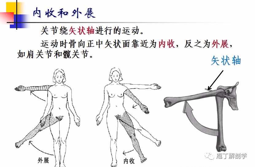 关节的运动形式_屈和