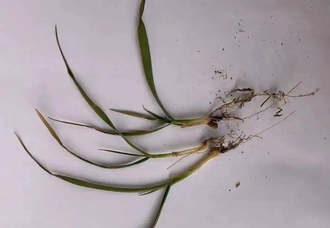 技术多地小麦惊现发黄干枯等冻害现象抓紧时间采取措施