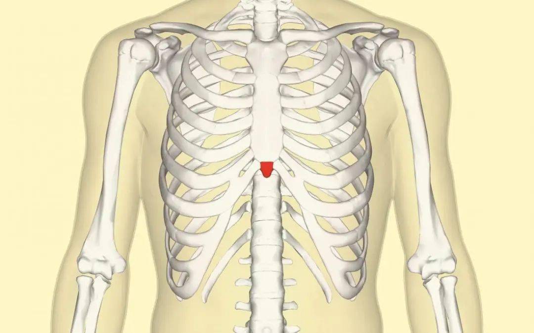 胸骨下角图片
