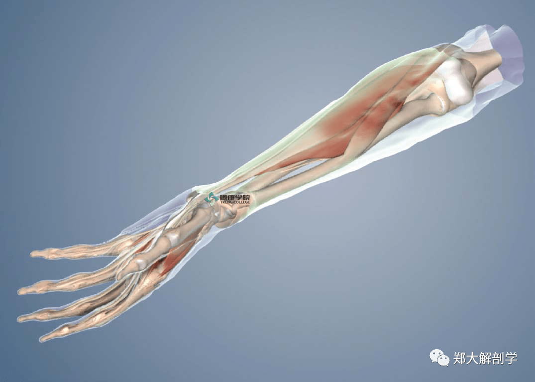 简便实用的前臂筋膜治疗技术与机制分析