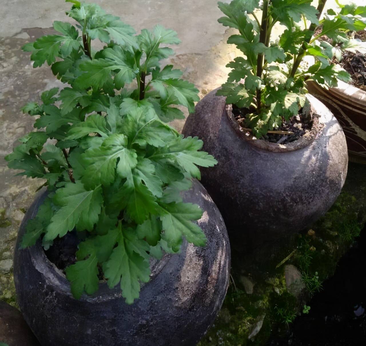 看慣了用完好的罐子或者花盆栽種花草,忽然看到用破